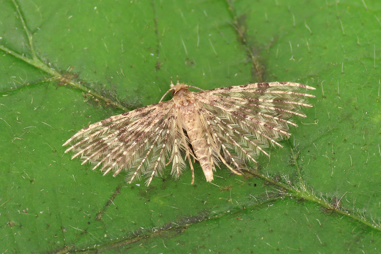 44.001 Twenty-plume Moth - Alucita hexadactyla