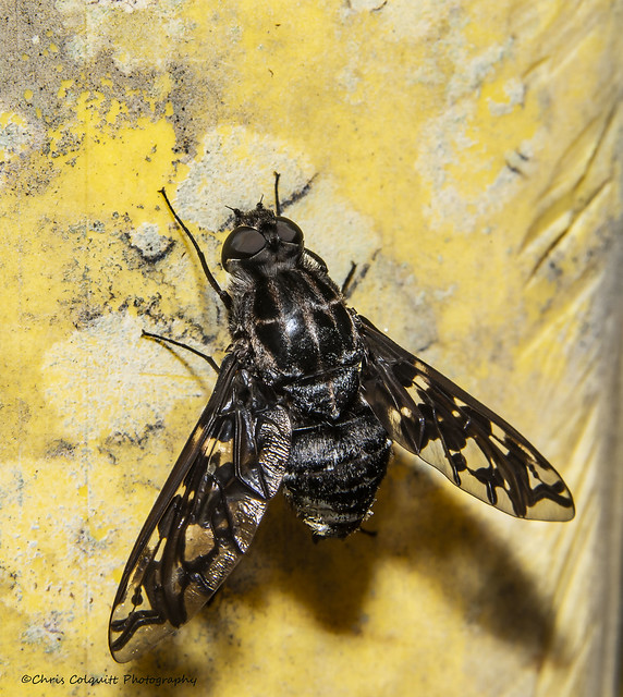 Tiger bee fly