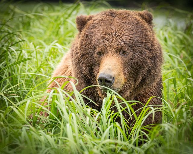 Brown Bear in sedge grass