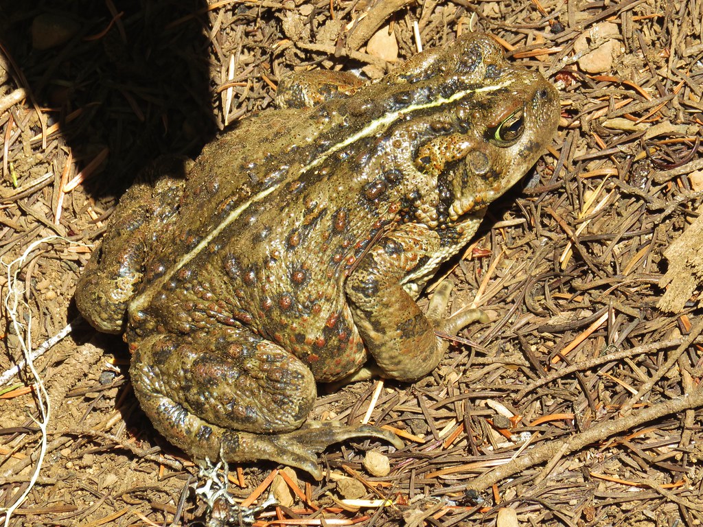 Western toad at Temple Lake