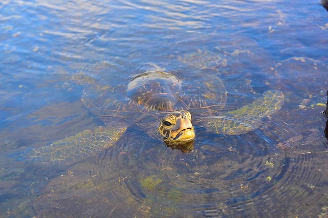 Hawaiian Green sea Turtle on The Big Island