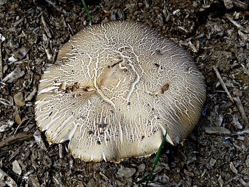 field fungus mushroom edible art design white beige woodchips earthysmell 6000viewsunlimited inexplore