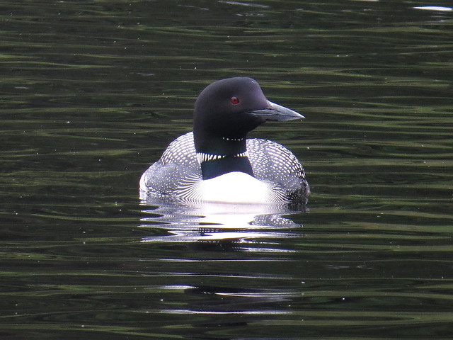 Wearing a tux? Common loon (Gavia immer), British Columbia, Canada, June 2018