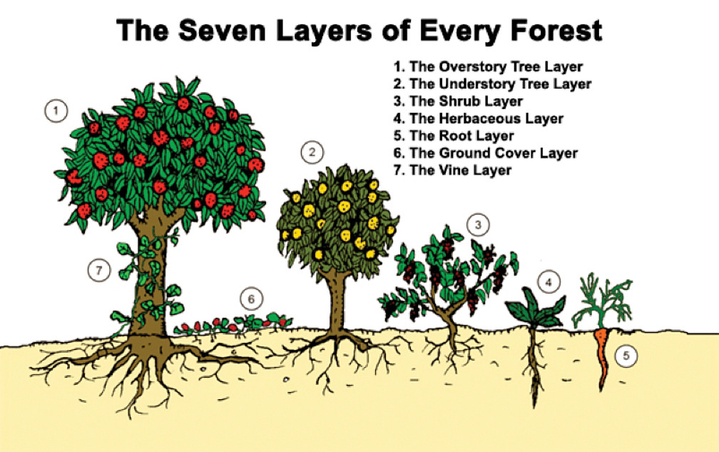 食物森林的七層系統。圖片來源：Permaculture Tip of the Day