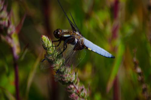 Male broad-bodied chaser, Baggeridge