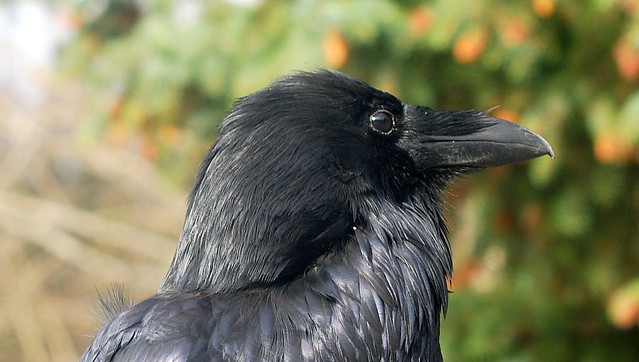 A RAVEN WHO POSED FOR ME.   (MANNING PARK, BC.)