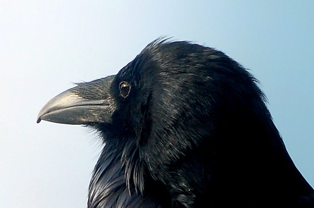 A RAVEN WHO POSED FOR ME.   (MANNING PARK, BC.)