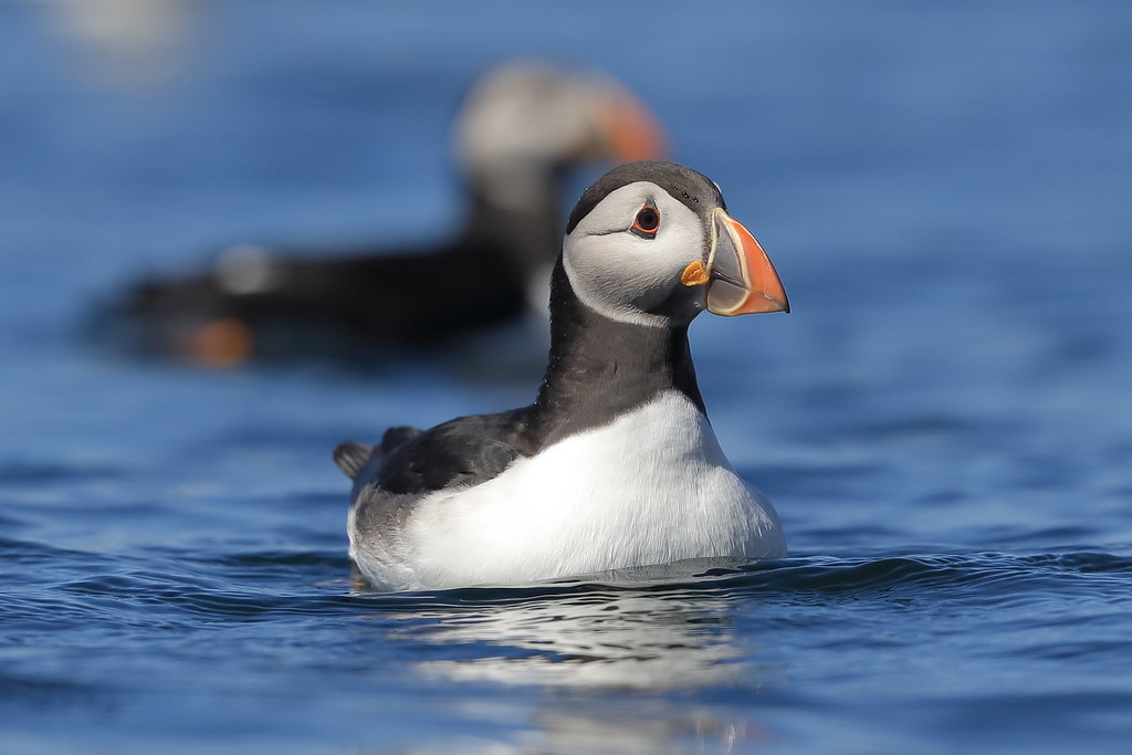 Atlantic Puffin  Fratercula arctica