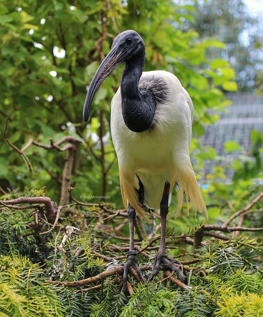 Black-headed ibis (Threskiornis melanocephalus).