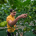 51162-001: High-Efficiency Horticulture and Integrated Supply Chain Project in Armenia