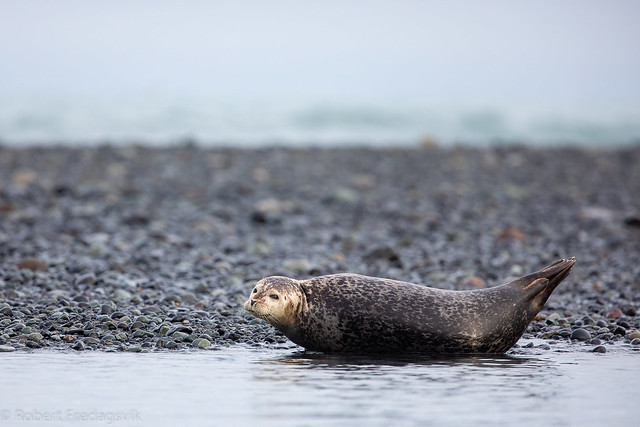 Steinkobbe - Harbour seal