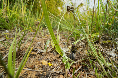 Wolf Spider | by zgrkrmblr