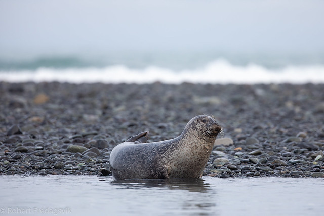 Steinkobbe - Harbour seal-5.jpg