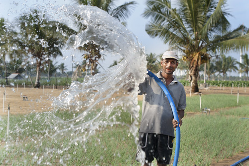 Farmer watering his onion crops in Kalpitiya, Sri Lanka