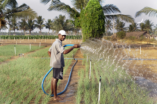 Farmer watering his onion crops in Kalpitiya, Sri Lanka