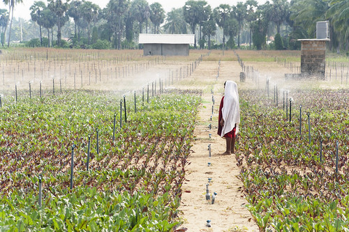 Sprinkler irrigation system used on a beetroot farm in Kalpitiya, Sri Lanka.