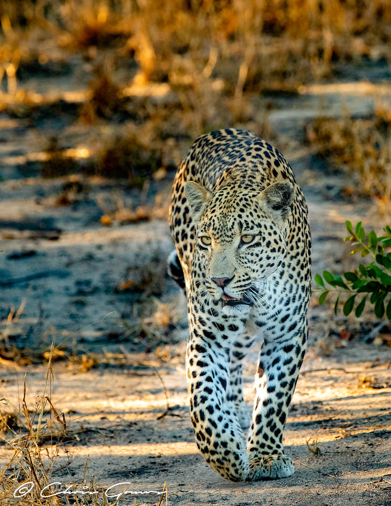 Hosana Hosana Male Leopard Djuma Sabi Sand Game Reserve Flickr