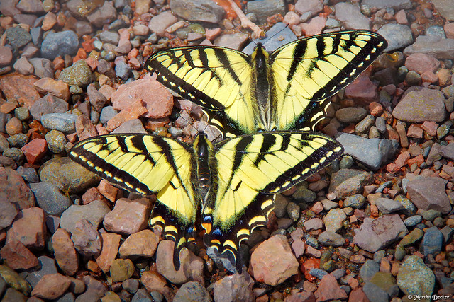 Swallowtails on the Rocks