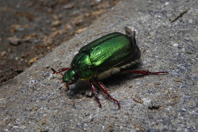 Green Scarab Beetle!