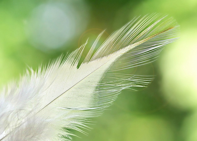 Feather appear when angels are near