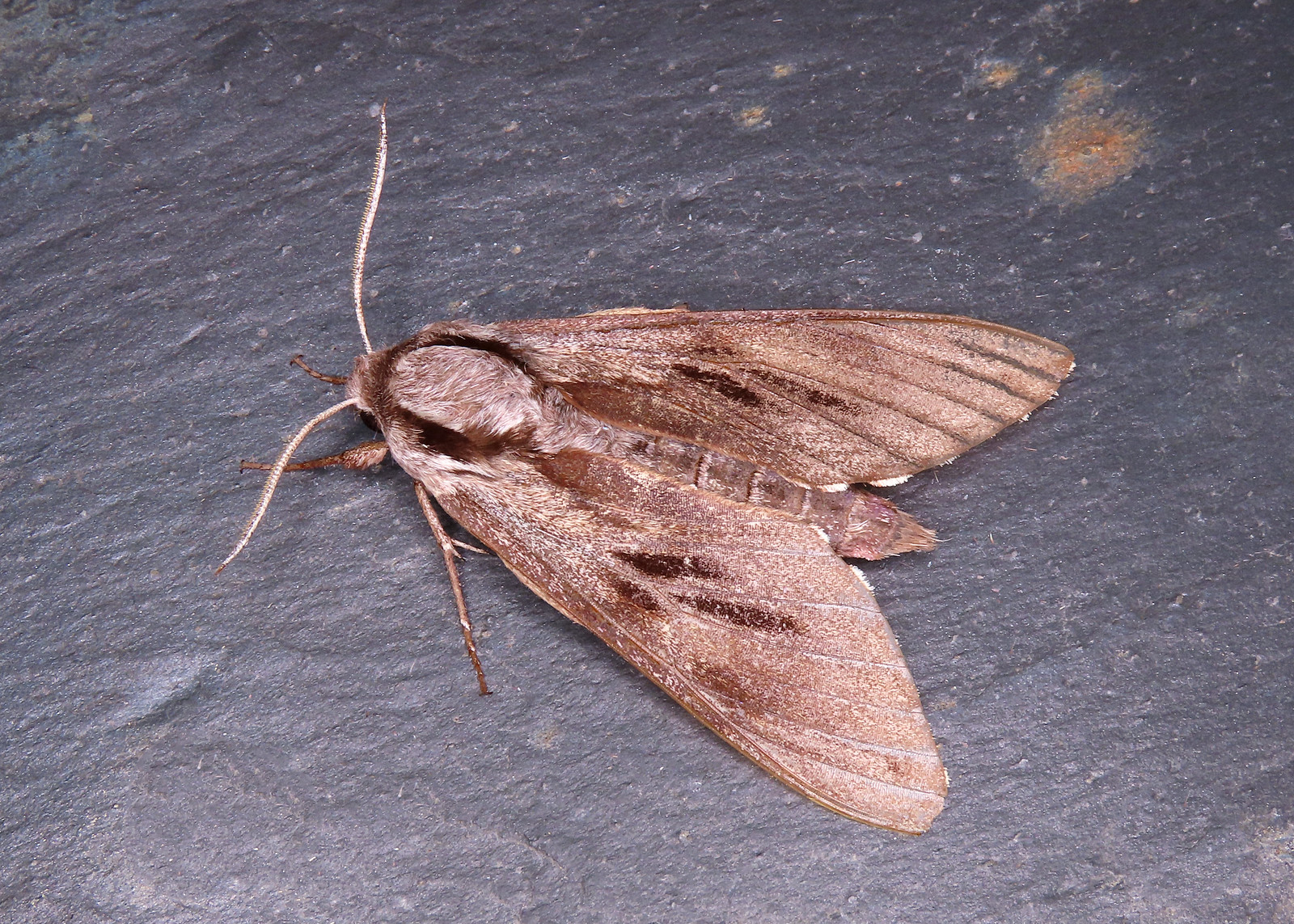 69.007 Pine Hawk-moth - Sphinx pinastri