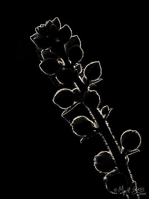 Hollyhock flower buds silhouette