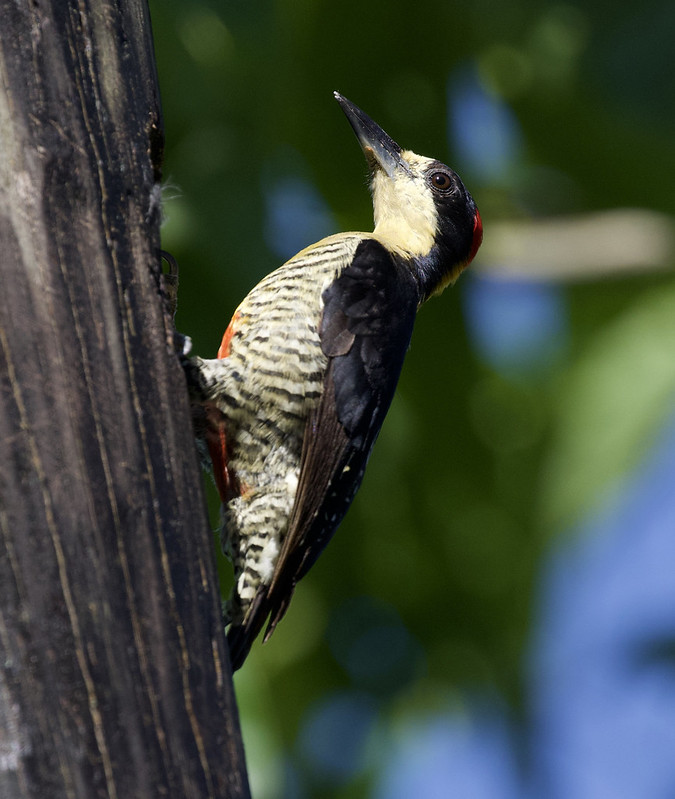 Beautiful Woodpecker_Melanerpes pulcher_Colombia_Ascanio_199A7042