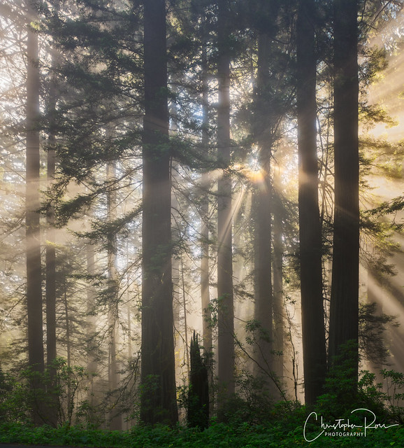 Redwood Sunshine