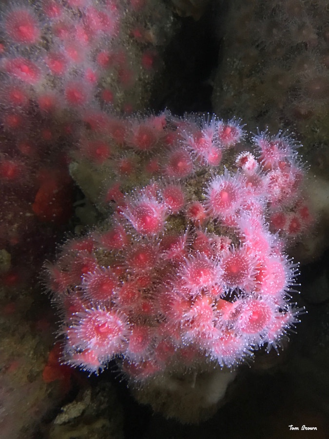 ‘Strawberry Anemone’ Monterey Aquarium