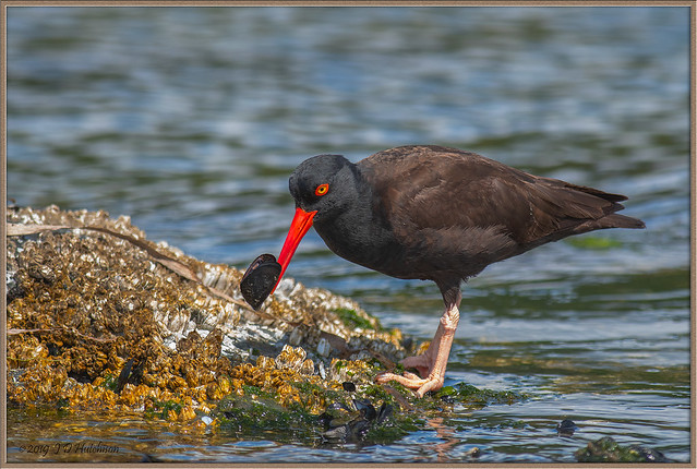 Oyster-Catcher-Eating-Esq-July-2019