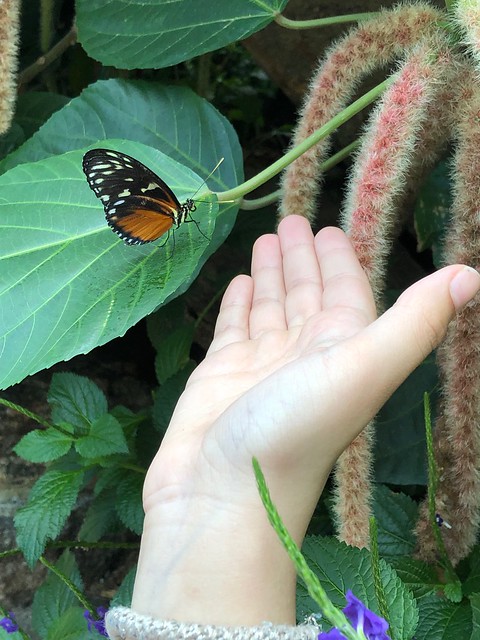 Butterfly Conservatory, Niagara Falls, Canada #travelblogger