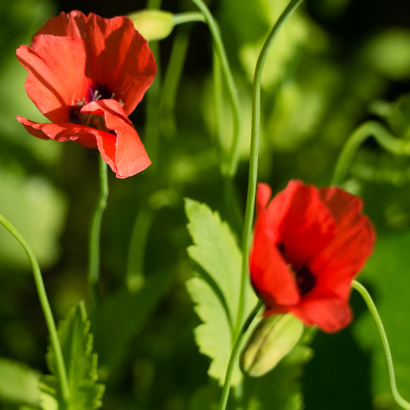 Red, green: garden poppies