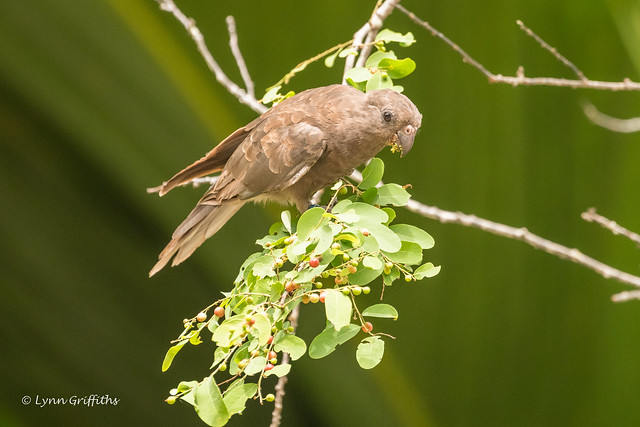 Seychelles Black Parrot - Status - threatened D85_8165.jpg