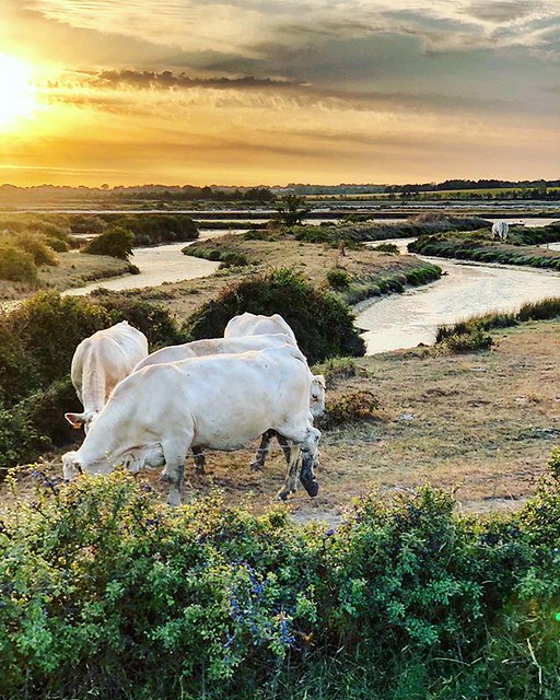 🐮🌅 Some truly nice bike paths can lead you from one beach to the next through the salt marshes and waterways. Your pick between bird-watching, cow-tipping, and oyster-gulping.