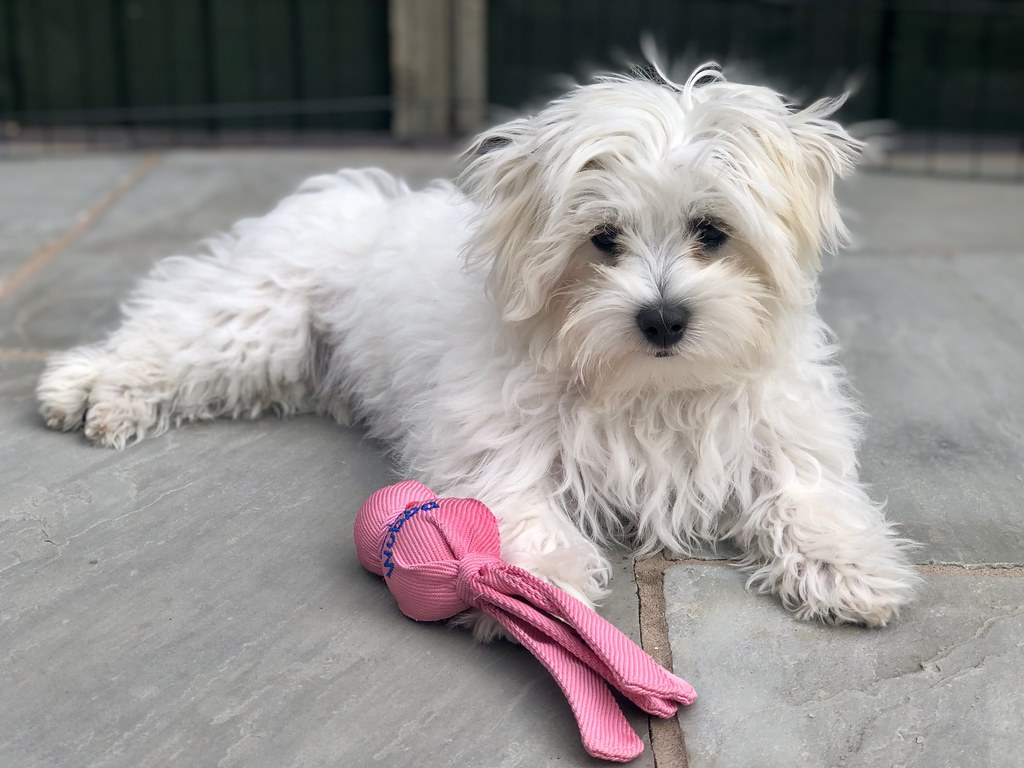 Casper with pink toy #Casper #Maltichon #puppy #dog