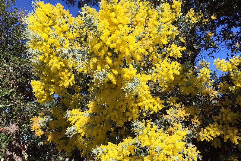 Wattle flowering