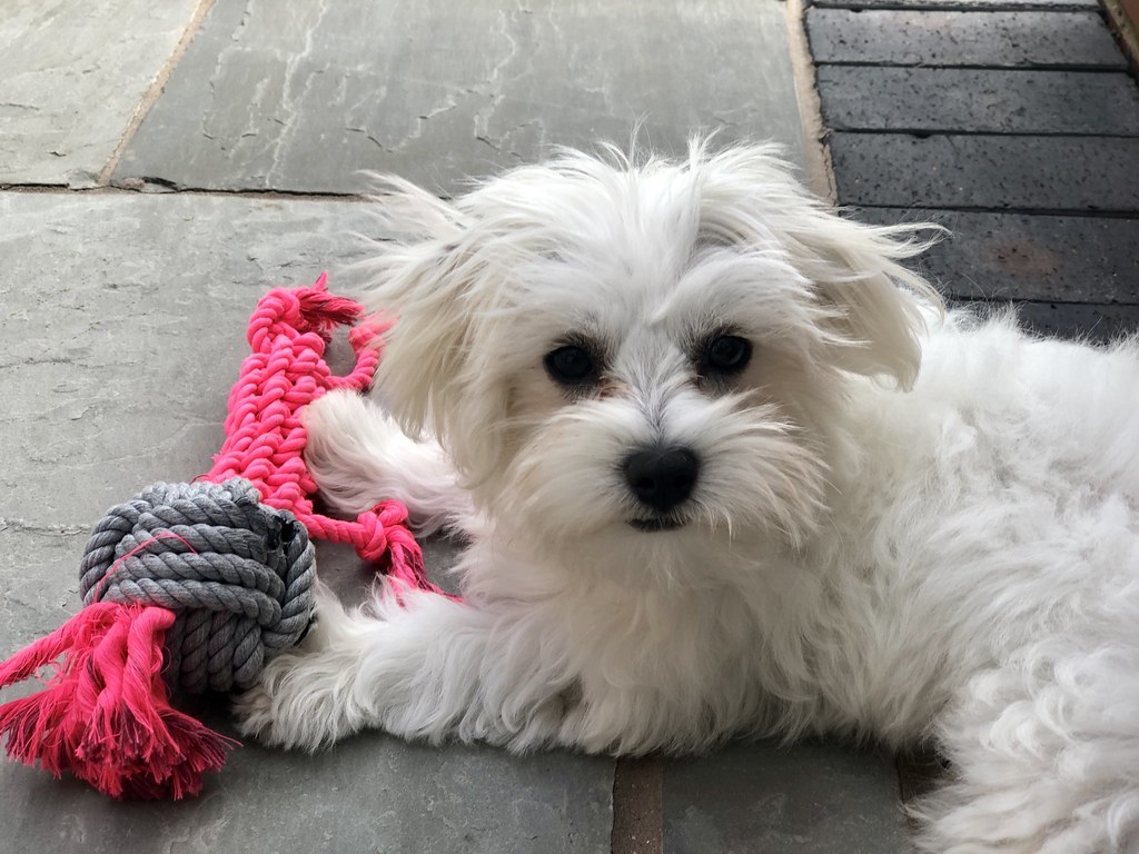 papillon maltese cross