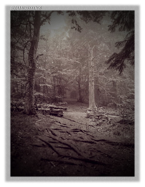 Forêt enchantée 3  -  Bewitched forest 3