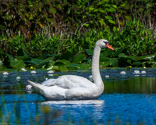 Swan with water lilies