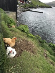 Chickens at Bøur