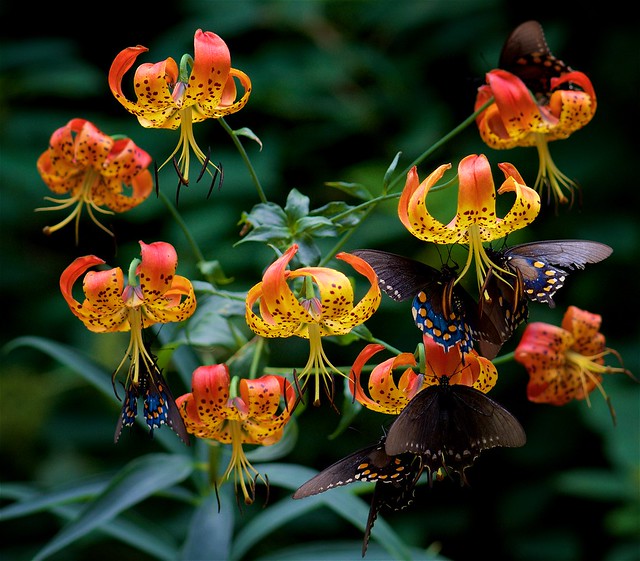 Pipevine swallowtails on Turk's cap lilies