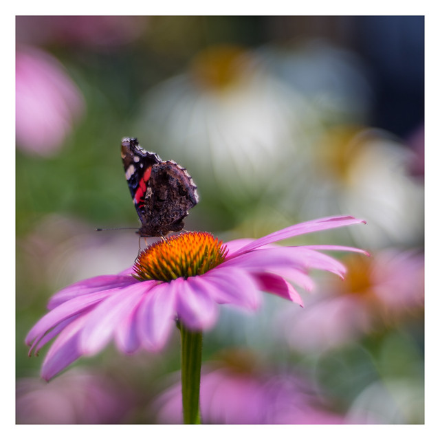 Coneflowers with Butterfly