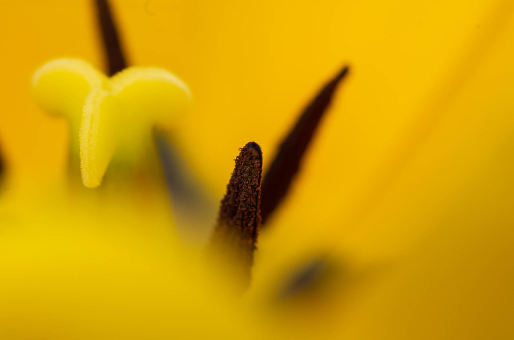 Tulip in Yellow Haze