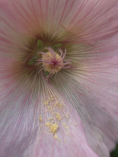 Up close and personal with a holly hock