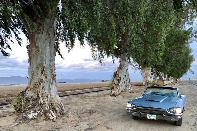 Trees and T-bird