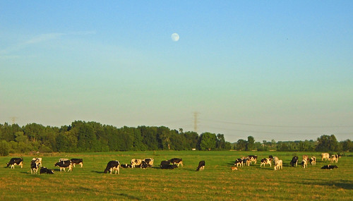 cows livestock bovine pasture moon country rural ruralamerica ag agriculture farm farming brucetownship michigan