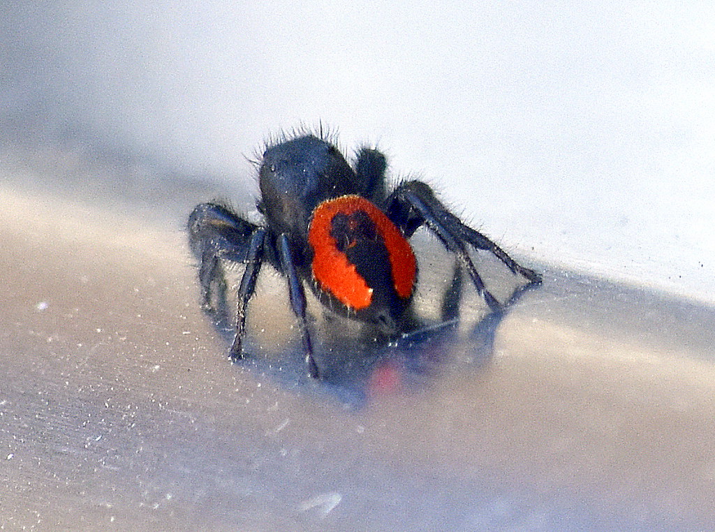 WHAT KIND OF SPIDER IS THIS? TWO DAYS ON OUR SHINNY BBQ. V… | Flickr