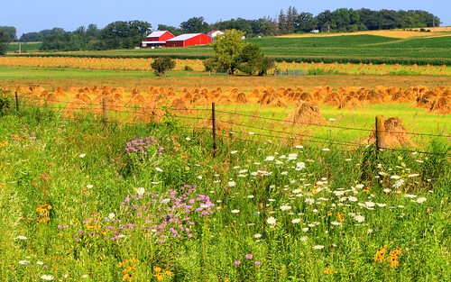 summer landscape oats shocks lime springs howard county iowa larry reis