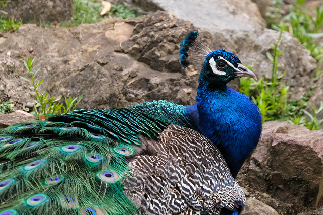 A Male Peacock, San Francisco Zoo, California, USA