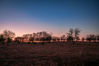 Trees on a North Texas Morning